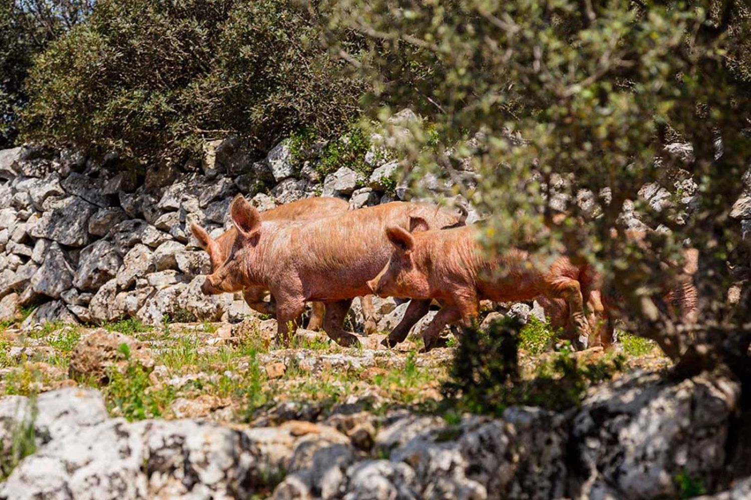 suini allo stato semi brado tra i muretti a secco in Valle d'Itria